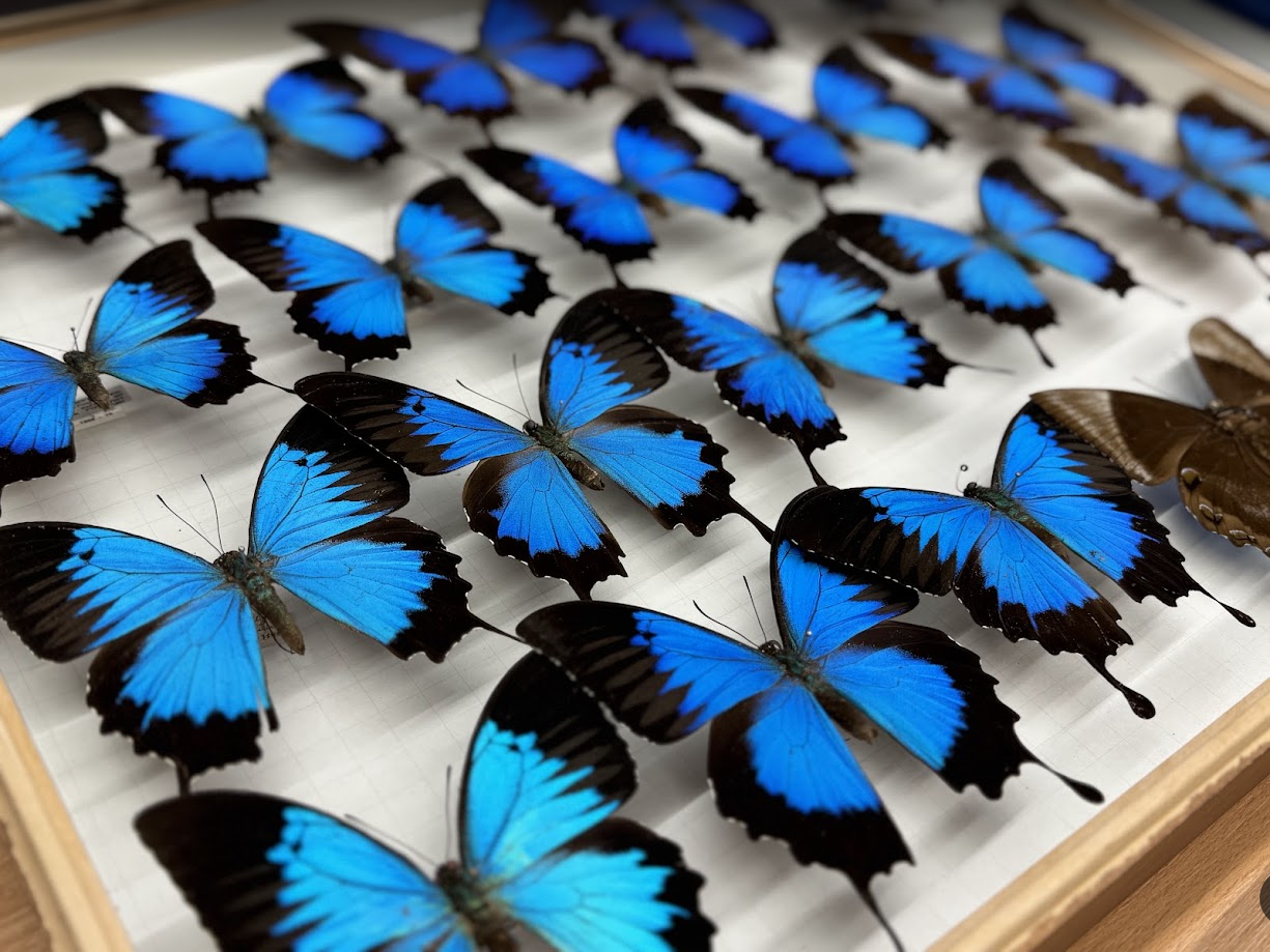 Schmetterlingskasten mit vielen gesammelten blauen Schmetterlingen