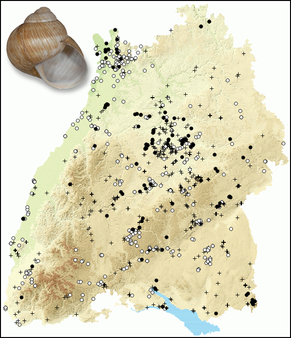 Verbreitungskarte der Weinbergschnecke in Baden-Württemberg