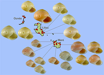 Variationen in den Häusern einer Schnecken-Art zugeordnet zu ihrem Vorkommen auf den Loyalitätsinseln im Pazifischen Ozean