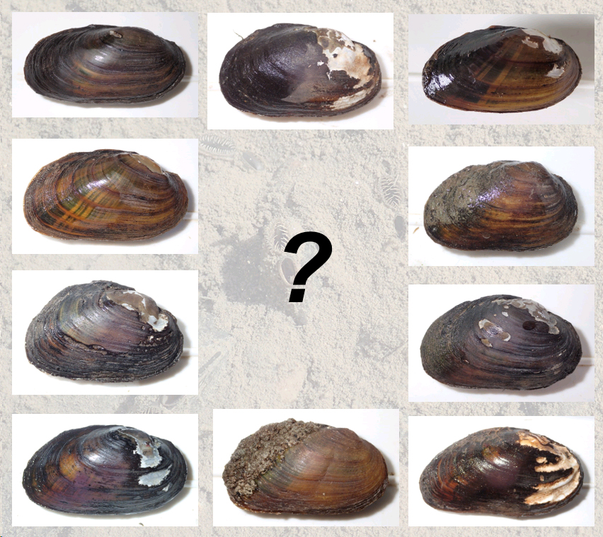 Zehn Bilder verschieden aussehender Muscheln