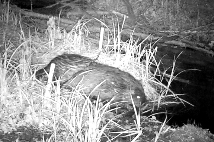 Aufnahme einer Wildtierkamera: Biber bei Nacht