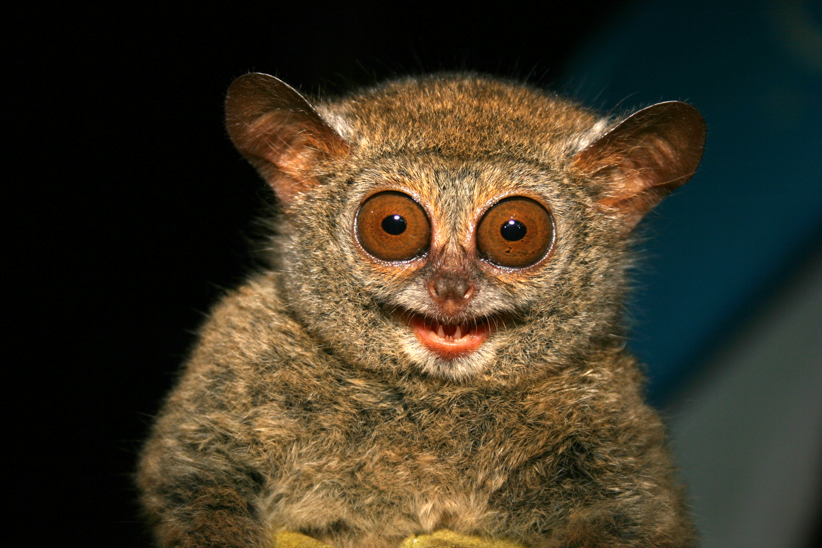 Tarsier schaut in die Kamera