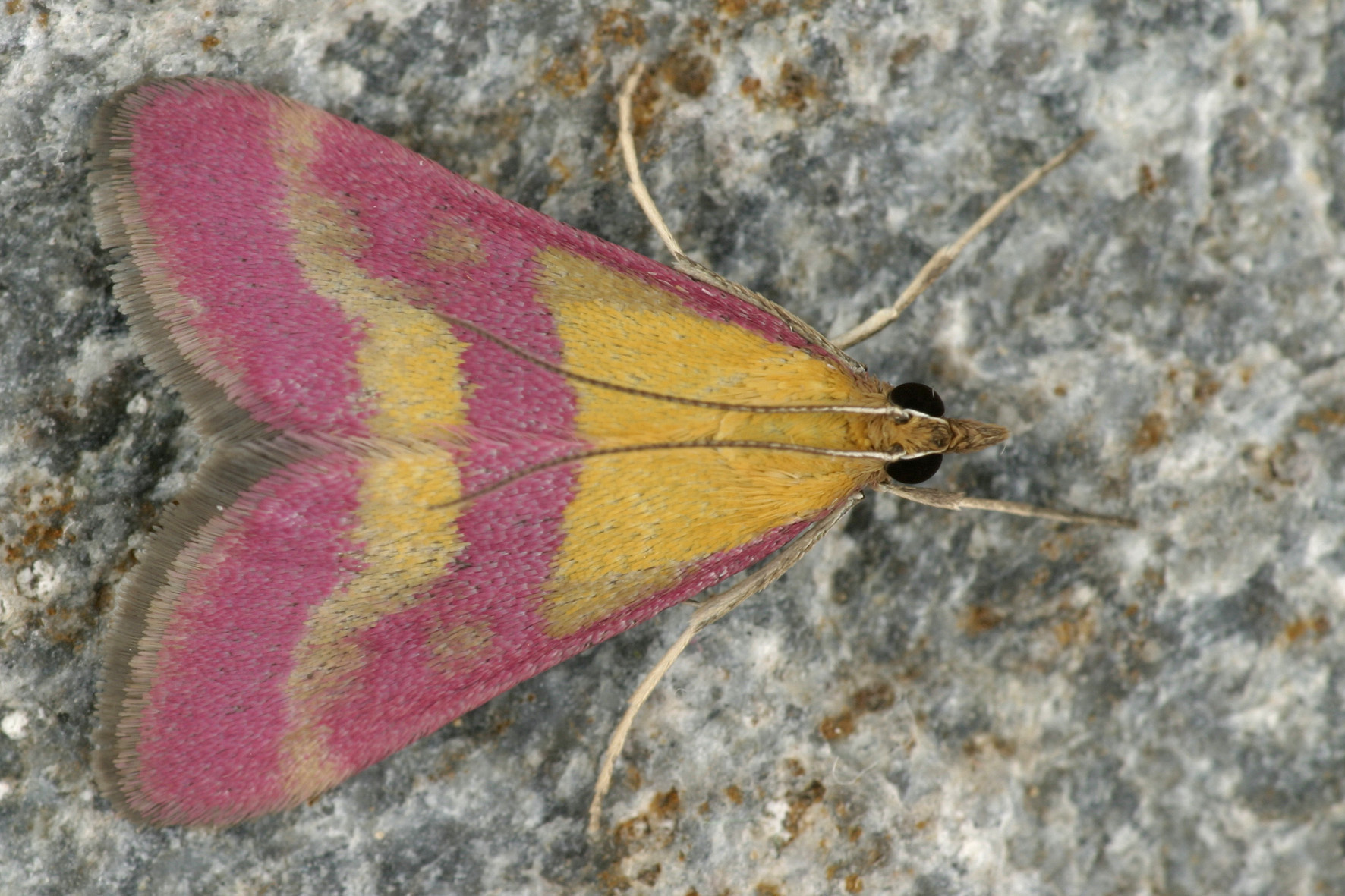 Pink-gelber Rüsselzünsler (Schmetterling)