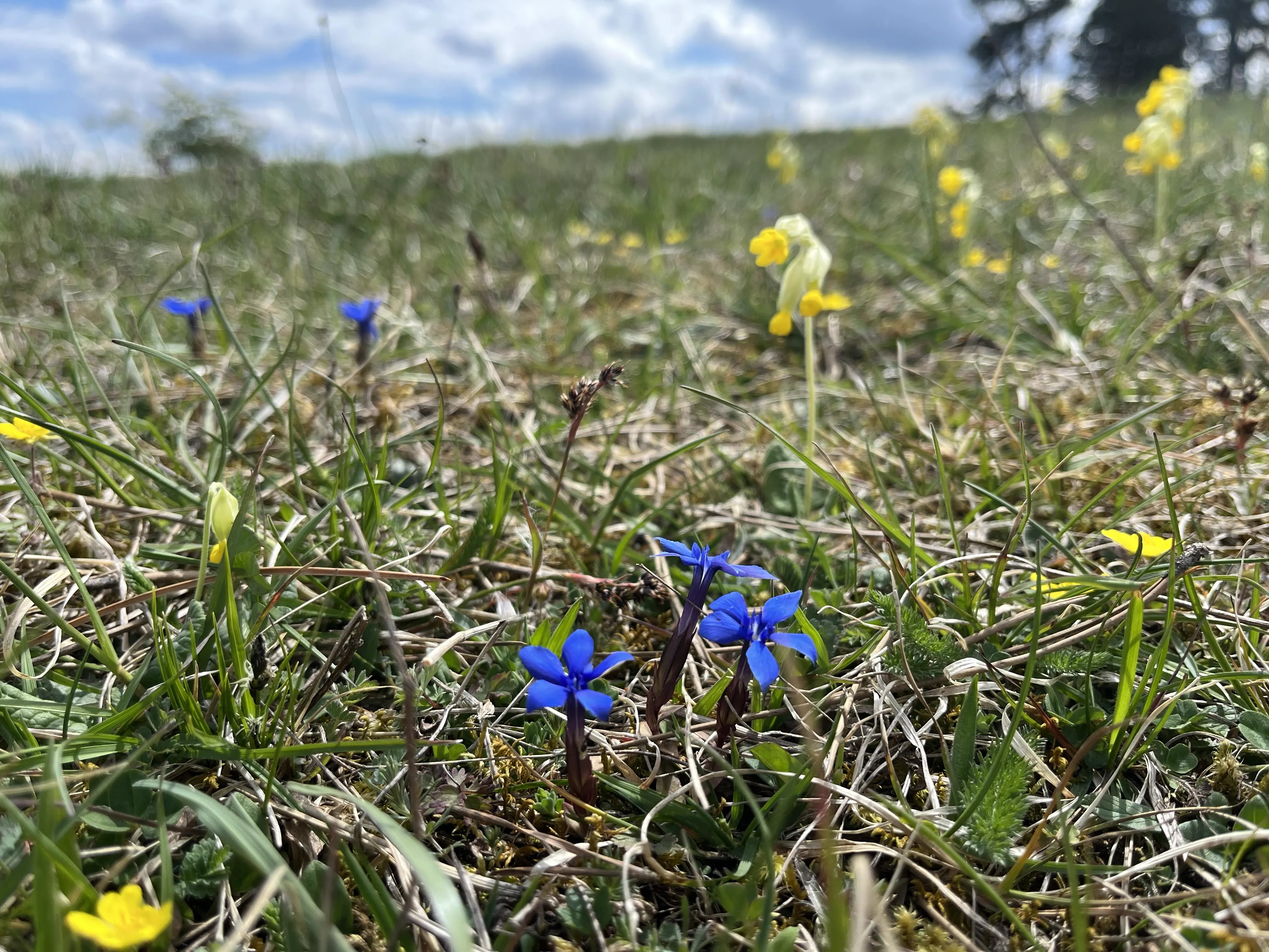 Kalkmagerrasen auf der Schwäbischen Alb im Frühling