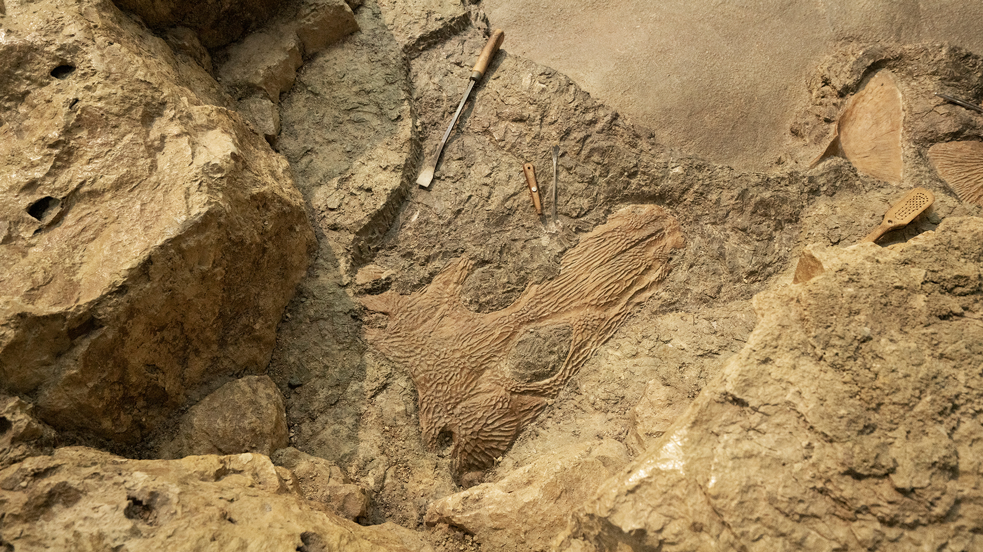 Fossiler Amphibienschädel im Gestein