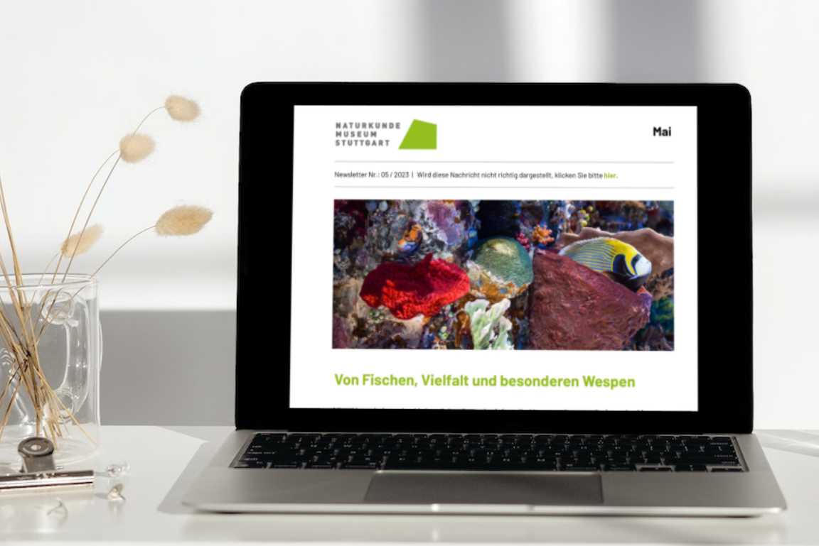 Ein Laptop. Auf dem Monitor ist der Newsletter des Museum abgebildet