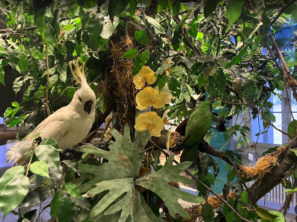 Verschiedene Präparate tropischer Vögel in Baum mit blühender Orchidee