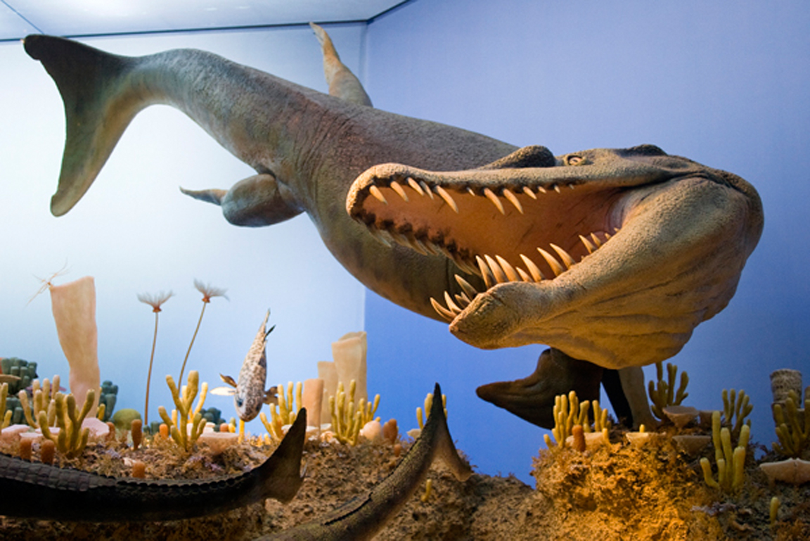 Rekonstruktion eines urzeitlichen Meereskrokodils in einem Museumsdiorama
