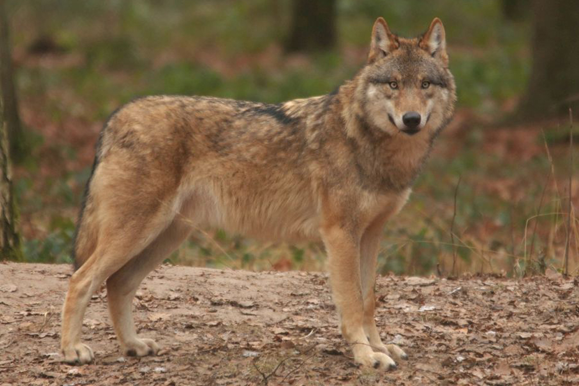 Ein Wolf steht im Wald und schaut in die Kamera.