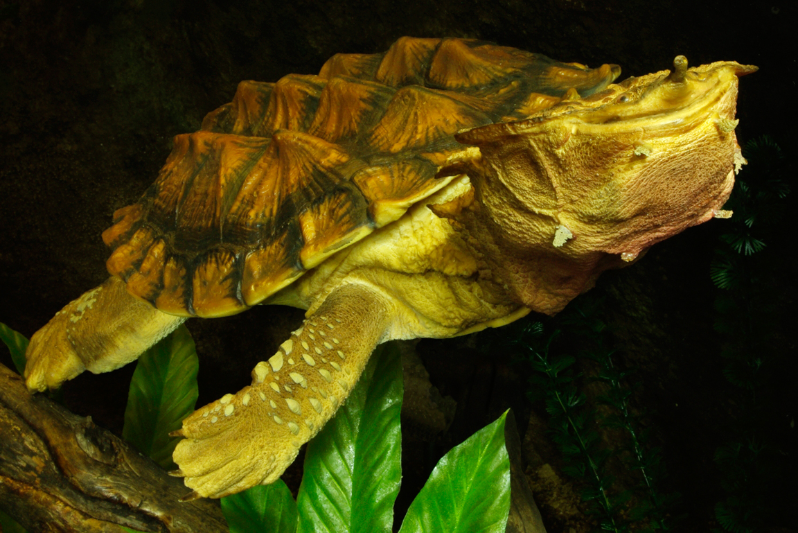 Schwimmende Schildkröte.