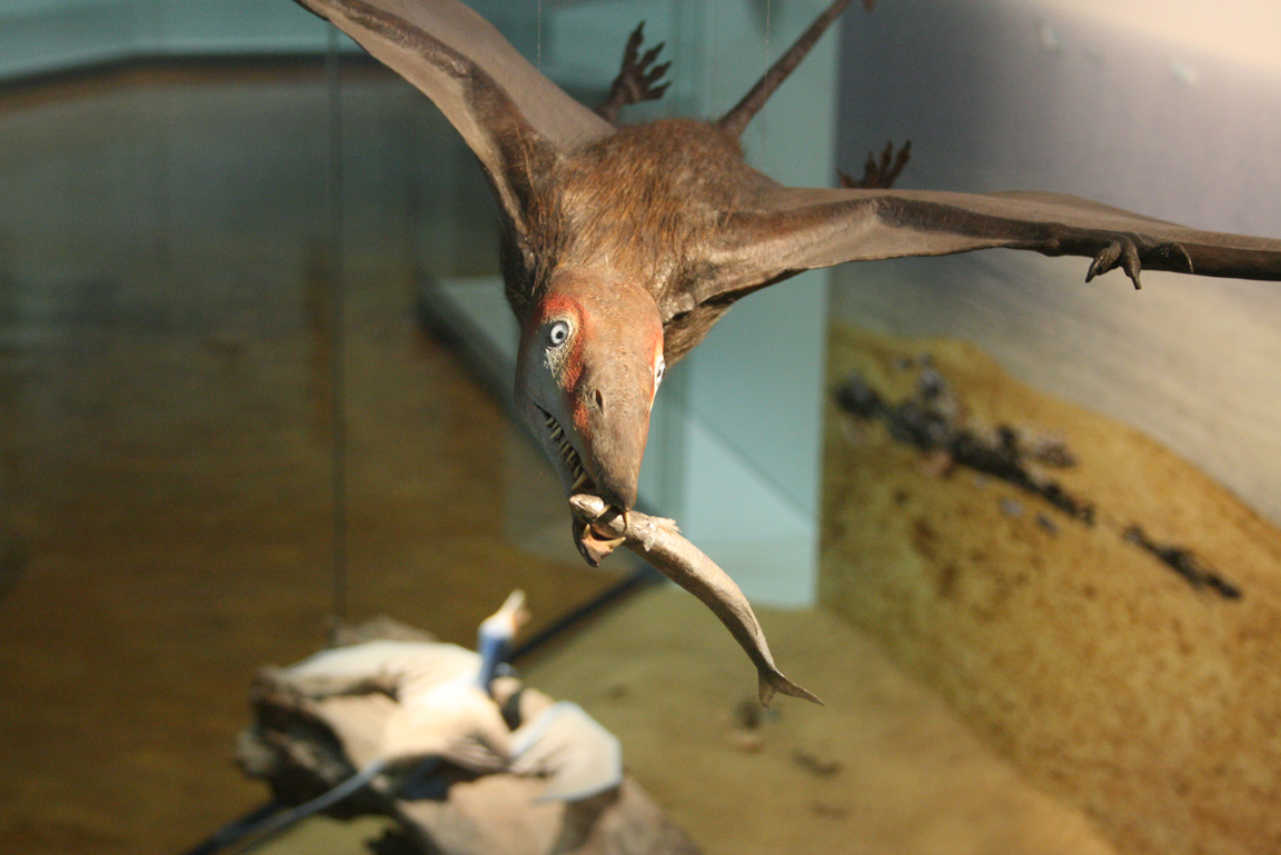 Modell eines Flugsauriers mit Fisch im Maul.