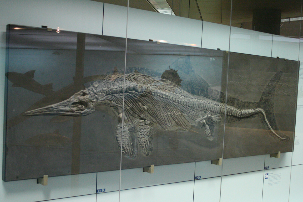 Fossil eines Fischsauriers in einer Vitrine.