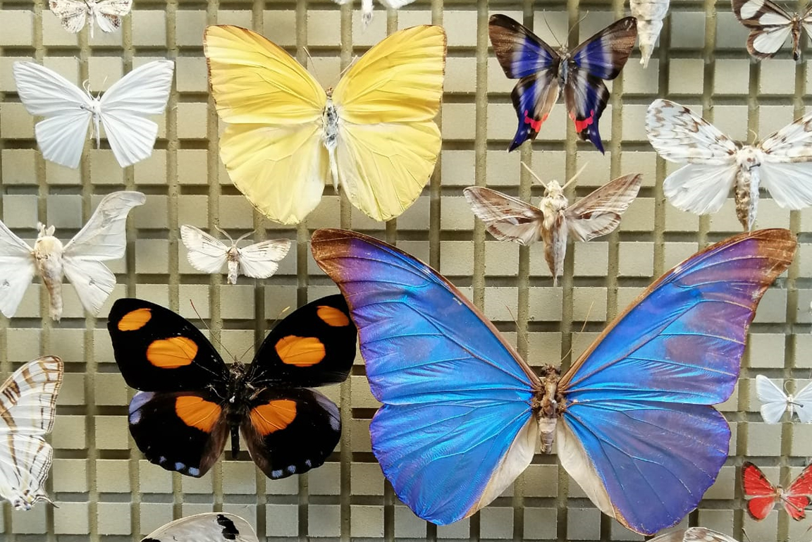 Viele bunte, präparierte Schmetterlinge an einer Wand.