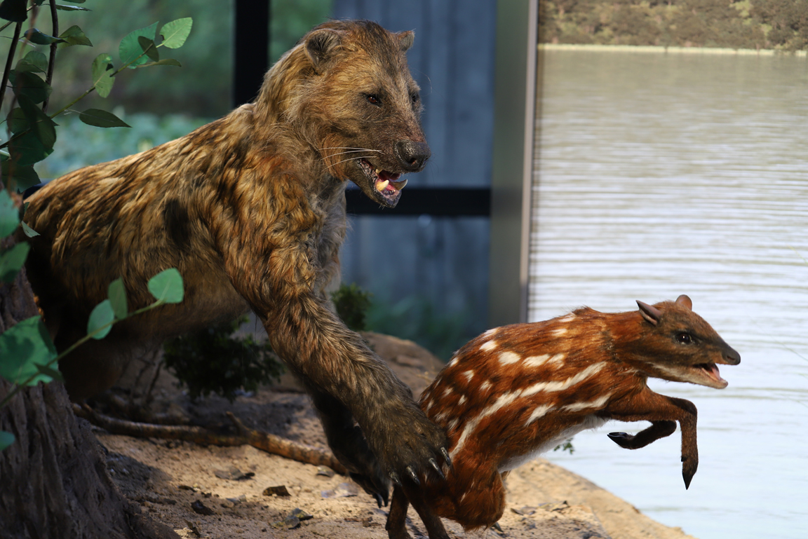 Diorama mit Modellen Bärenhund und Beute. 