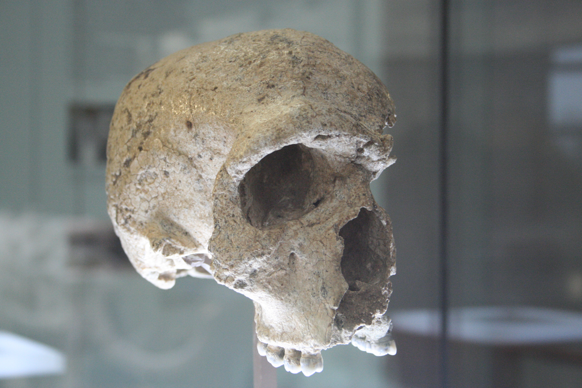 Fossiler Schädelknochen des Steinheimer Urmenschen.
