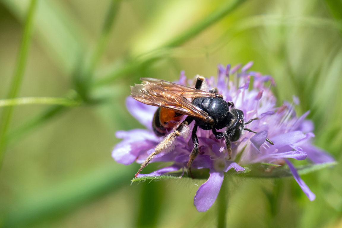 Sandbiene auf einer violetten Blüte.