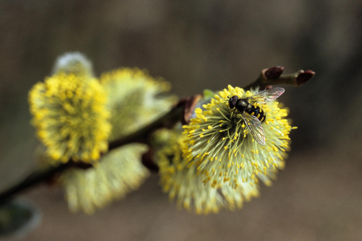 Eine Schwebfliege auf einer gelben Blüte.