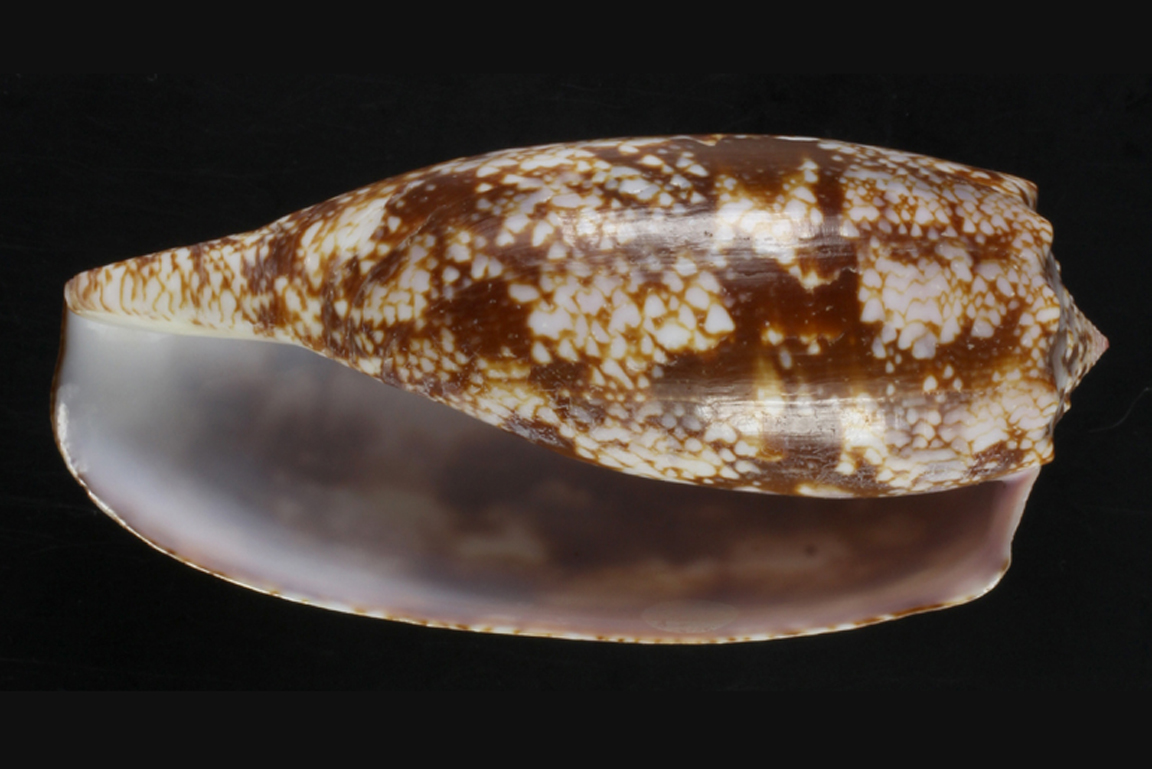 Fotografie Gehäuse Landkarten-Kegelschnecke