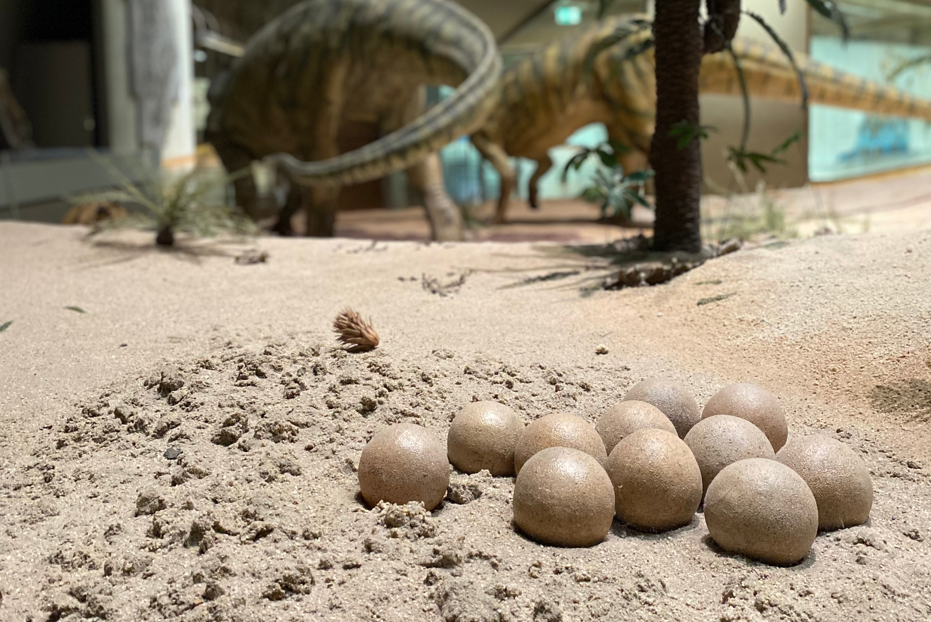 Grau-braune Dinosaurier-Eier liegen auf sandigem Boden. Im Hintergrund stehen zwei Plateosaurier-Modelle.