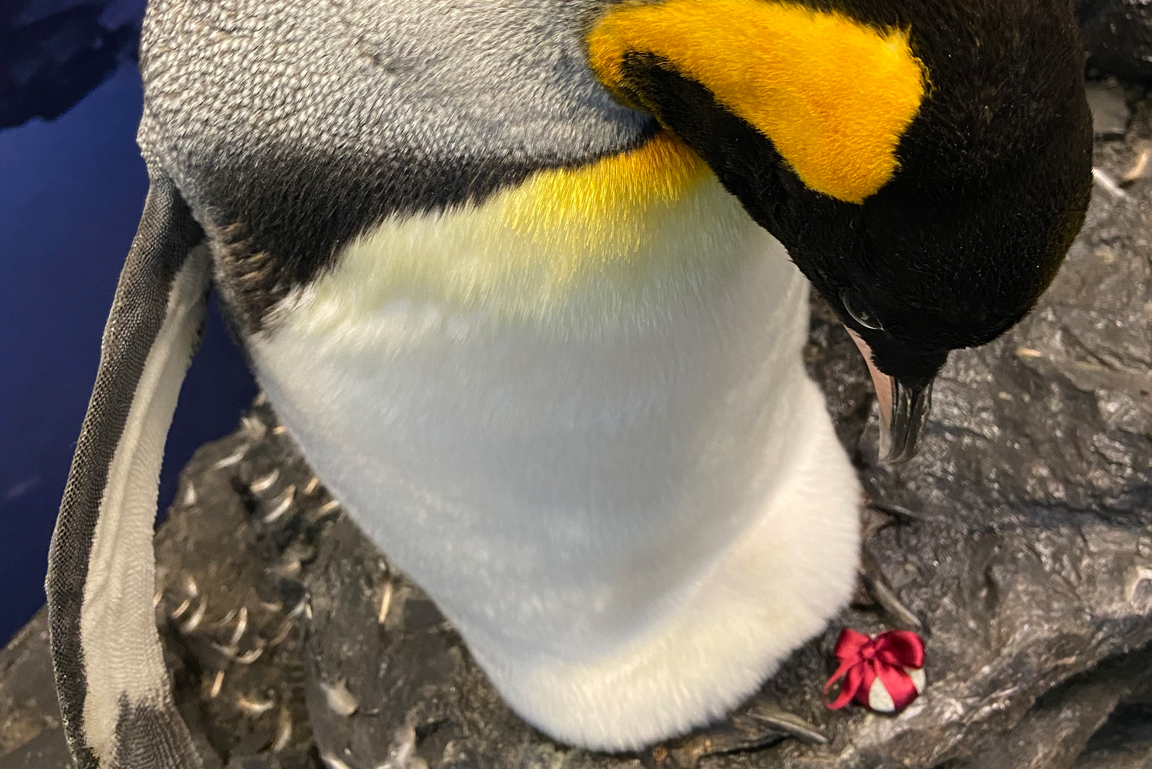 Ein Königspinguin schaut auf einen Stein mit Geschenkschleife, der zwischen seinen Füßen liegt.