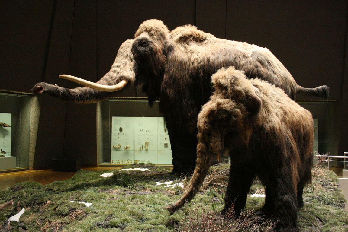 Zwei Mammut-Modelle im Museum am Löwentor.