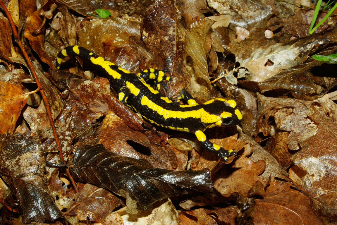 Feuersalamander läuft am Boden über altes Laub.