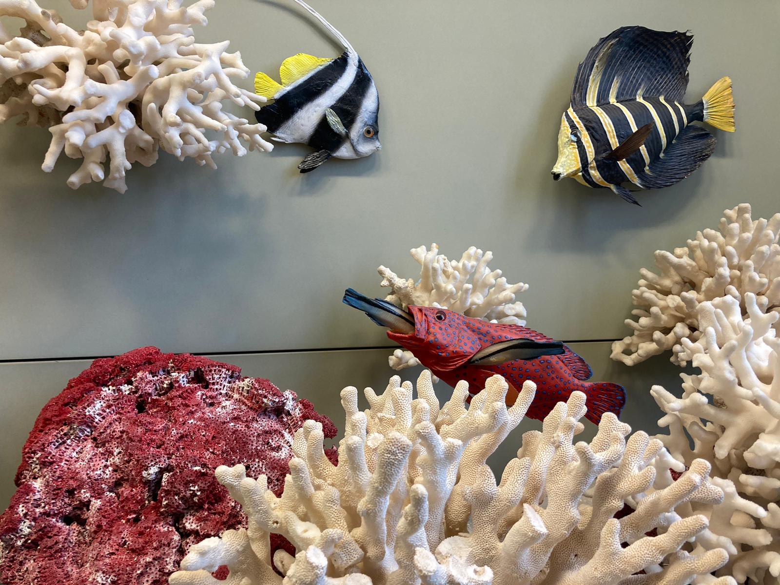 Modelle von bunten Fischen zwischen Korallen in einer Museumsvitrine.