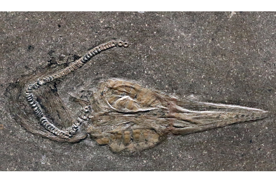 Fossil eines Fischsaurier-Embryos.