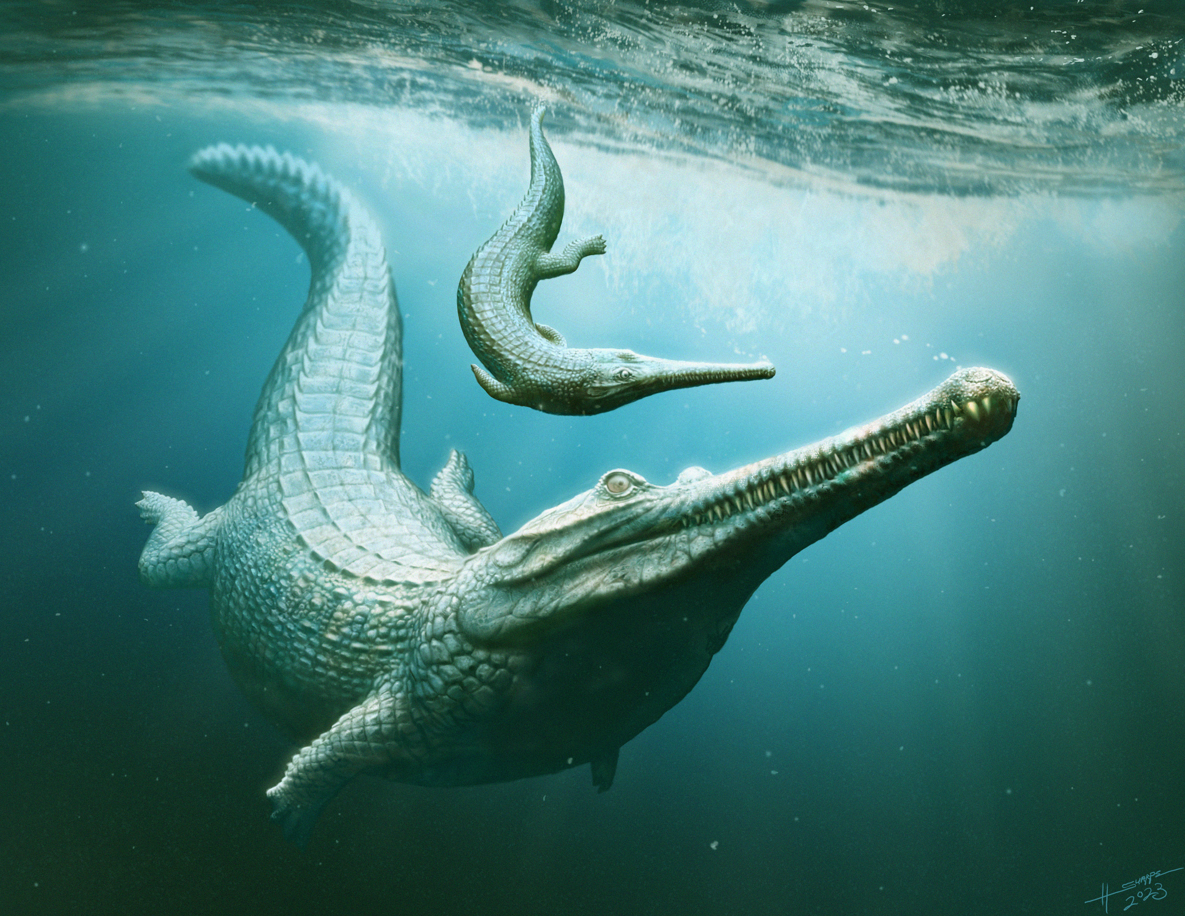Illustration Macrospondylus bollensis; Copyright: Henry Sutherland Sharpe