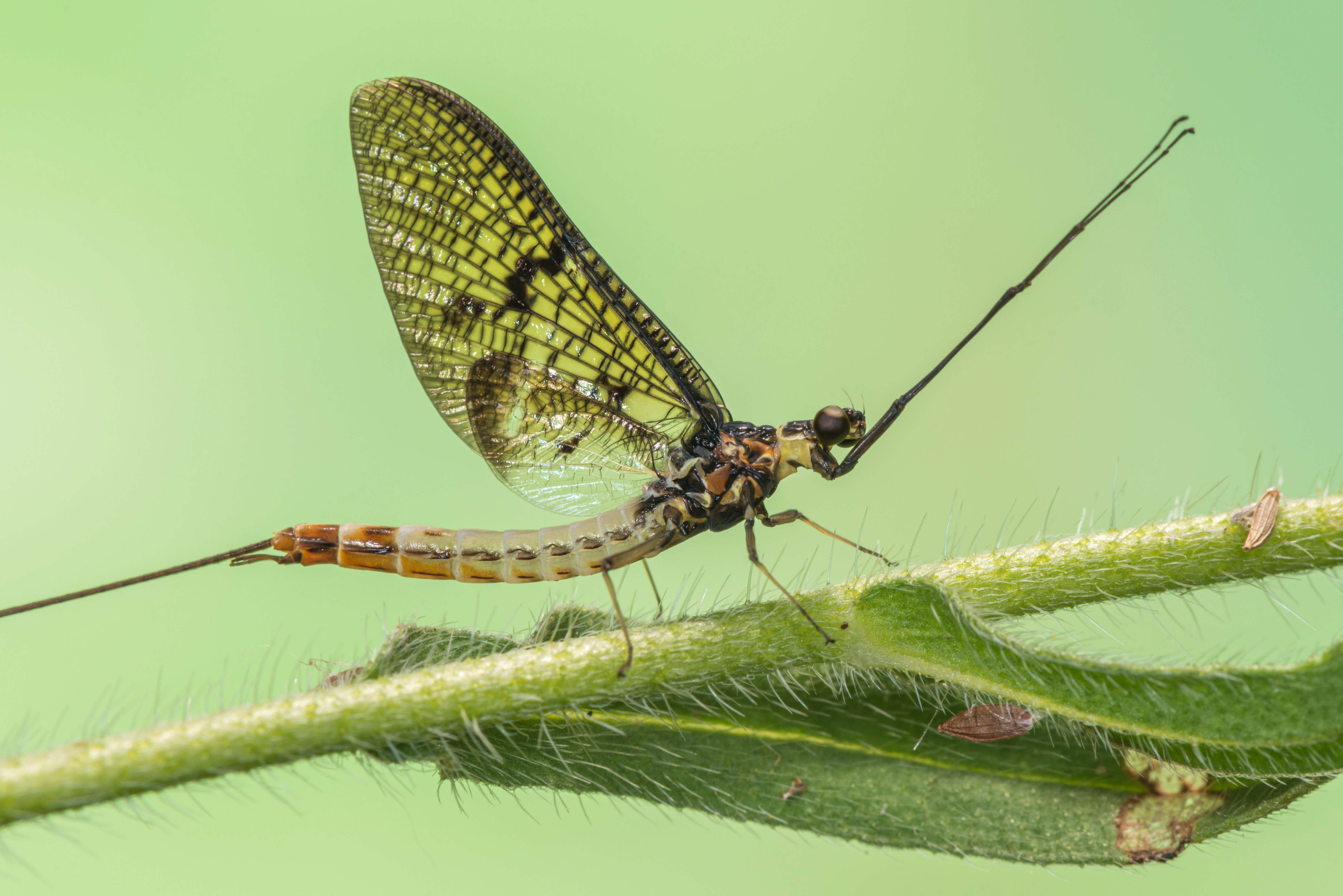 Dänische Maifliege (Ephemera danica)