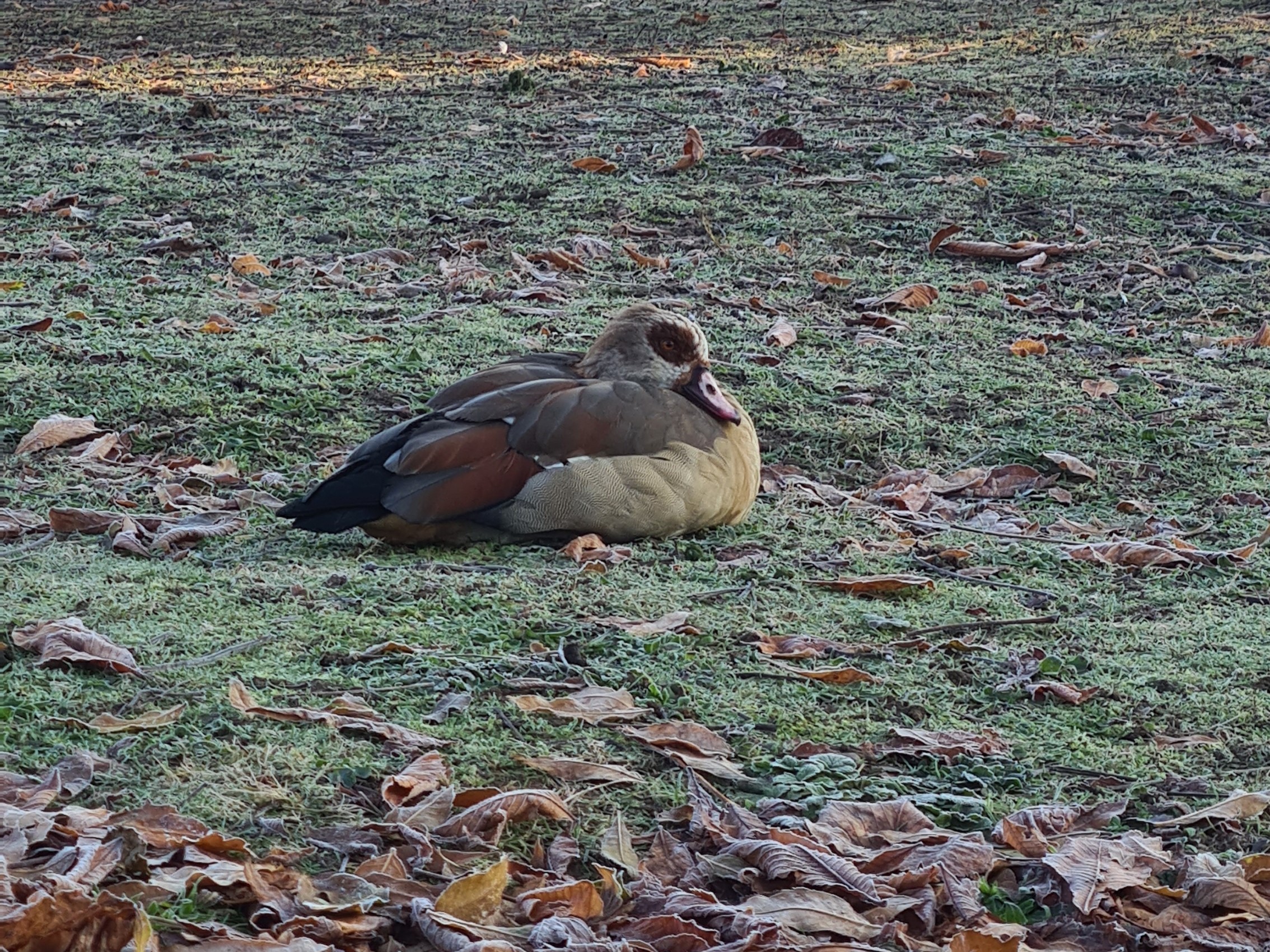 Nilgans im winterlichen Rosensteinpark