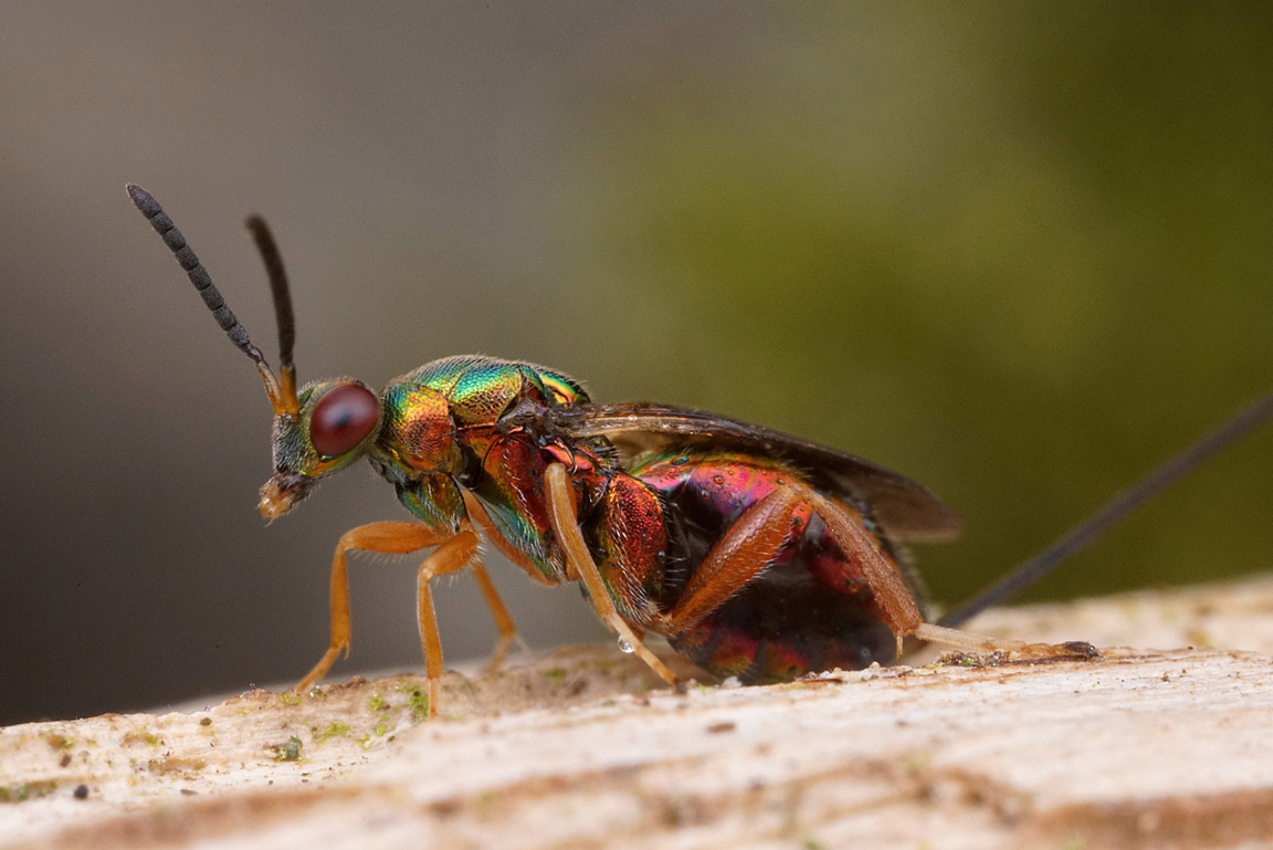 Erzwespe