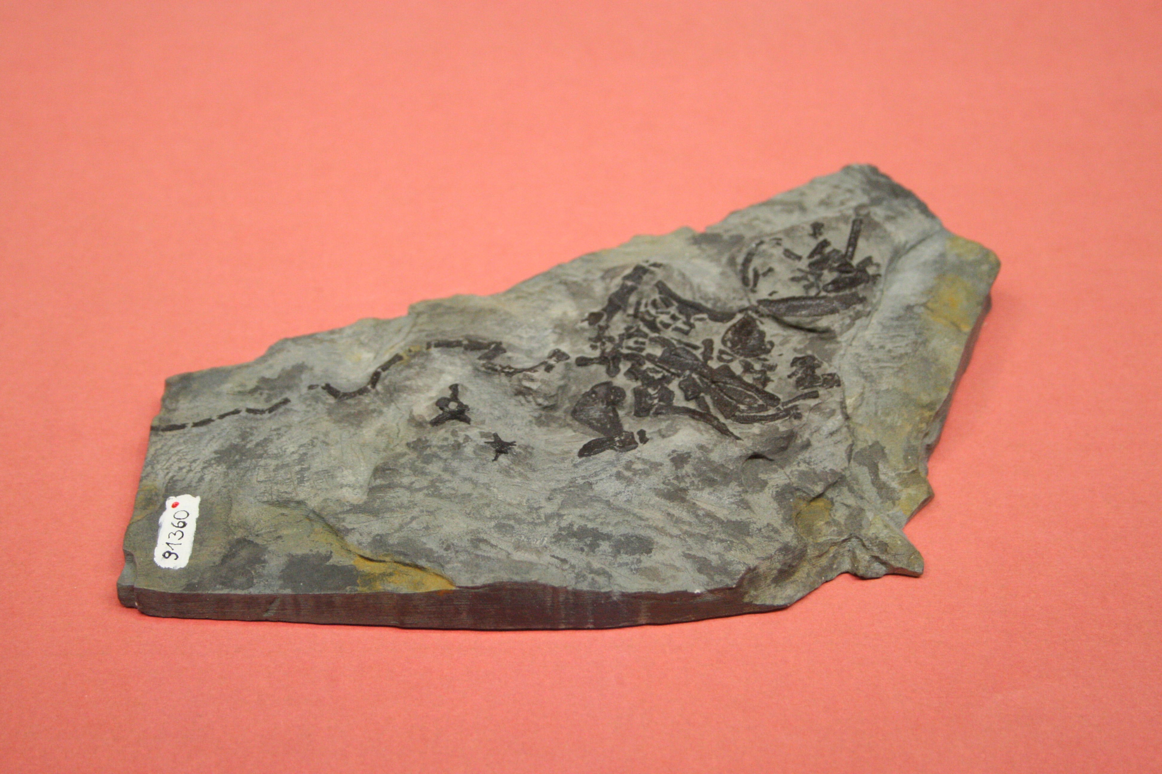 Fossil einer urzeitlichen Schildkröte