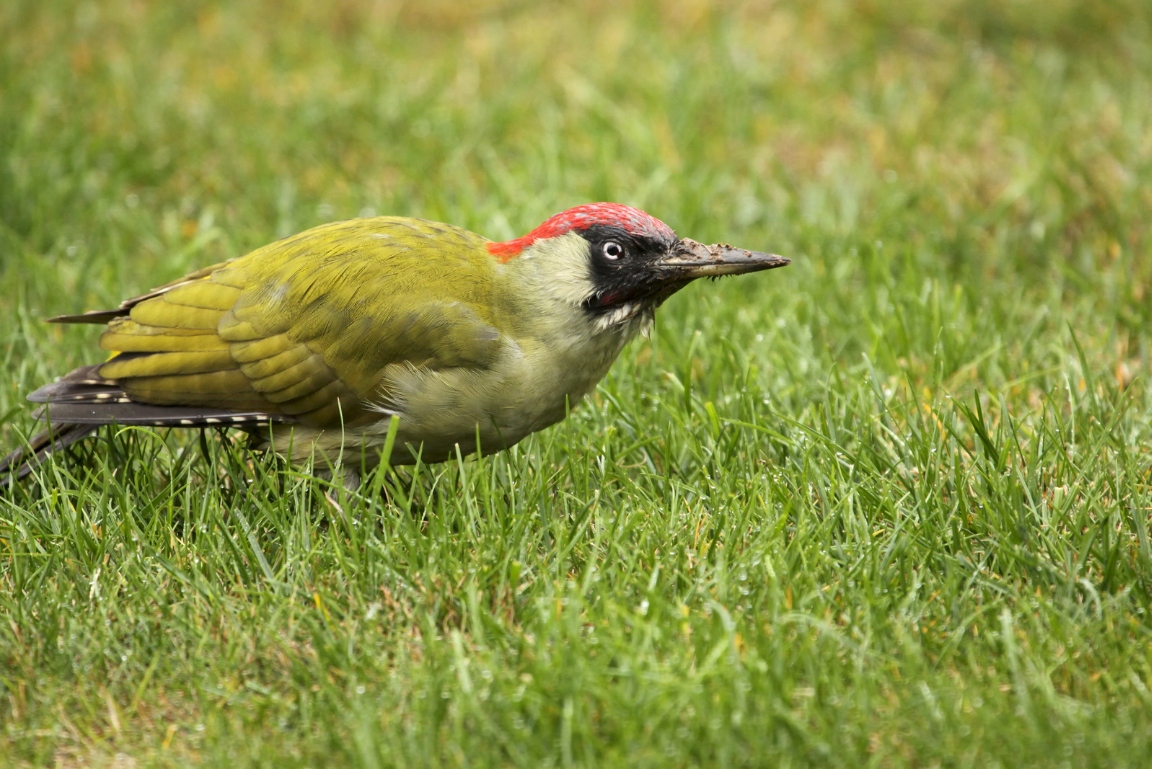 Grünspecht im Gras