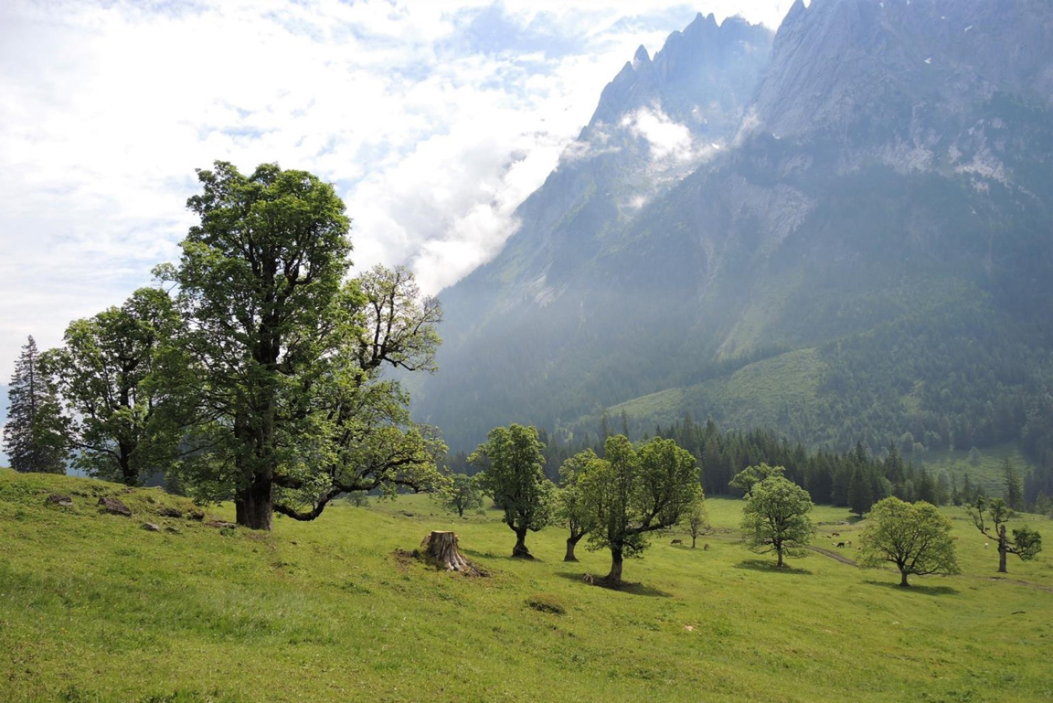Wiese mit Bäumen und Berggipfel