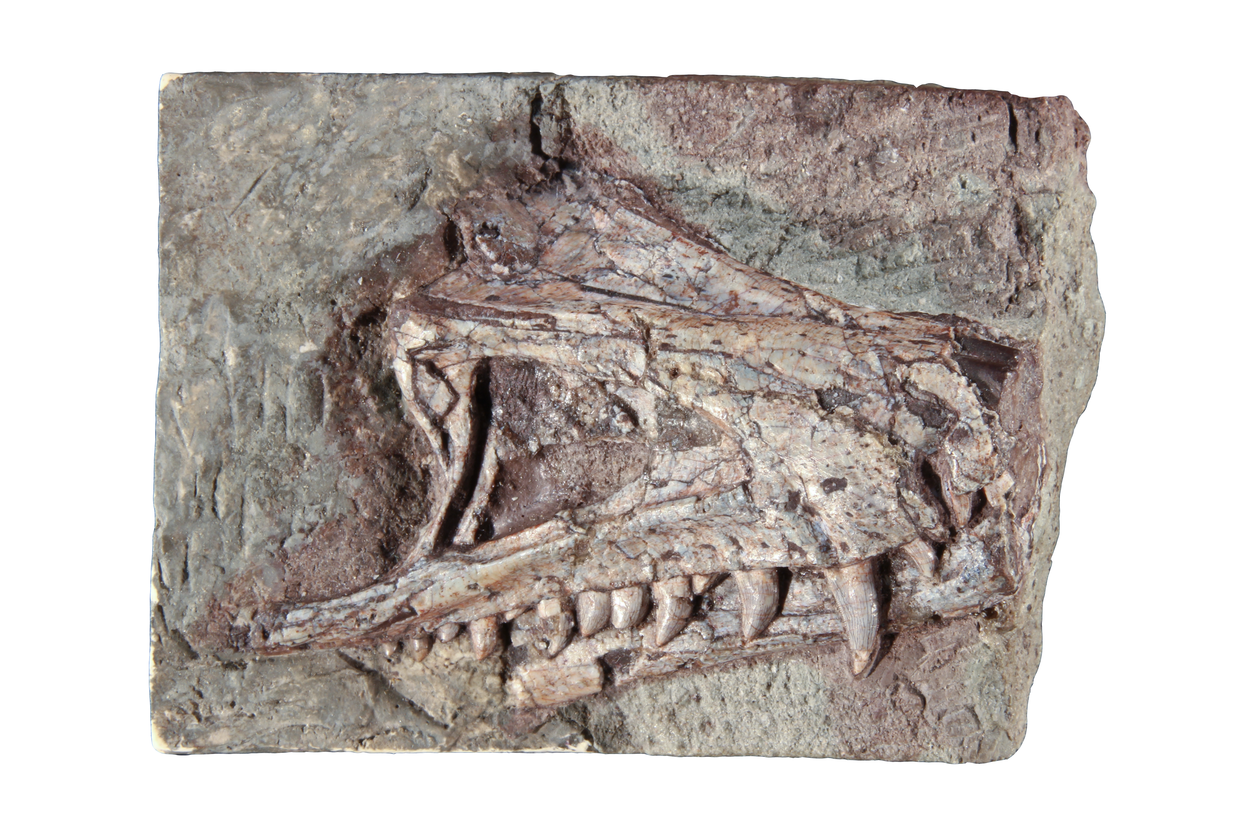 Kopffossil eines Saltoposuchus