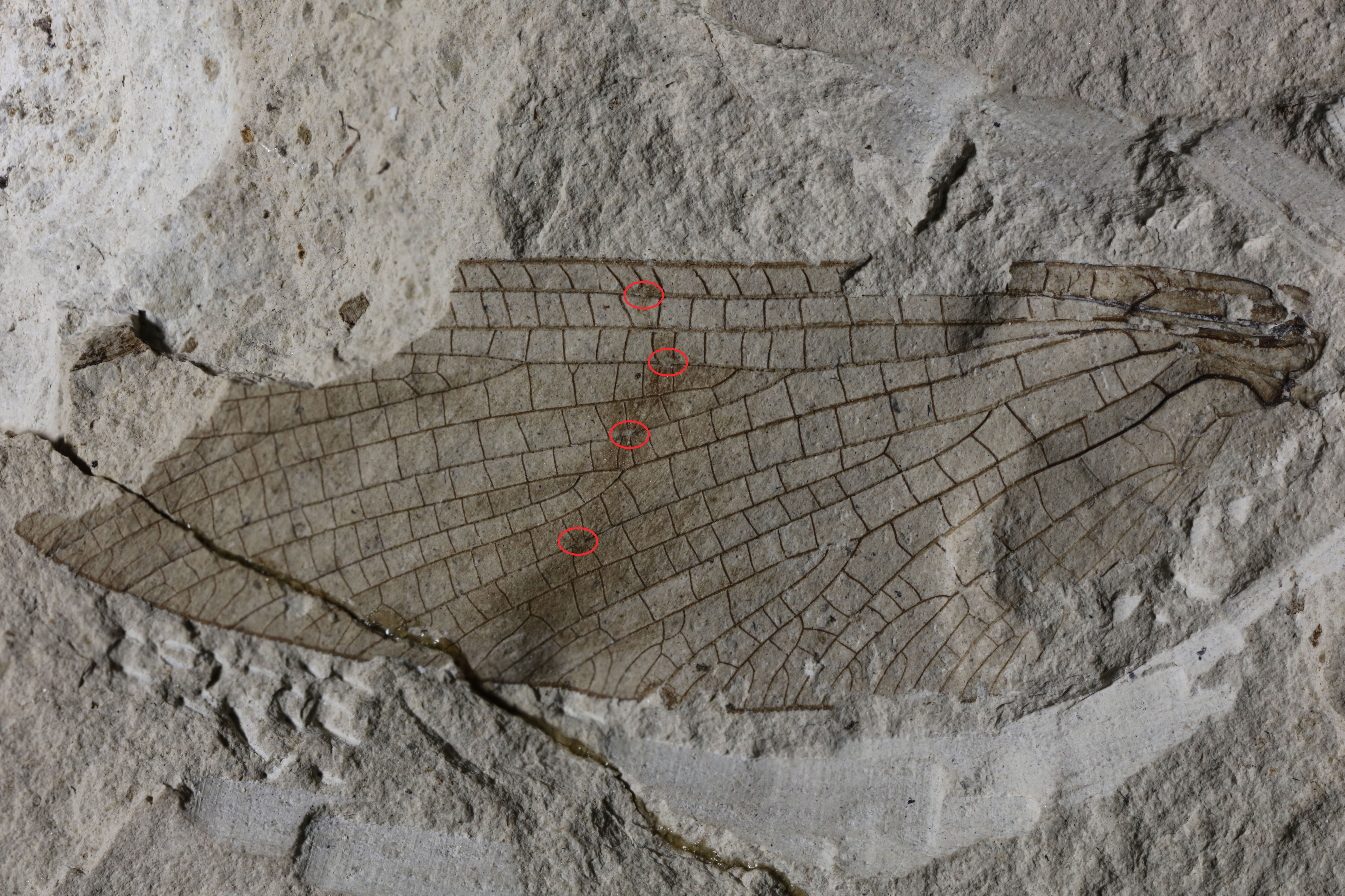 Foto eines fossilisierten Eintagsfliegenflügels der Art Protereisma insigne.
