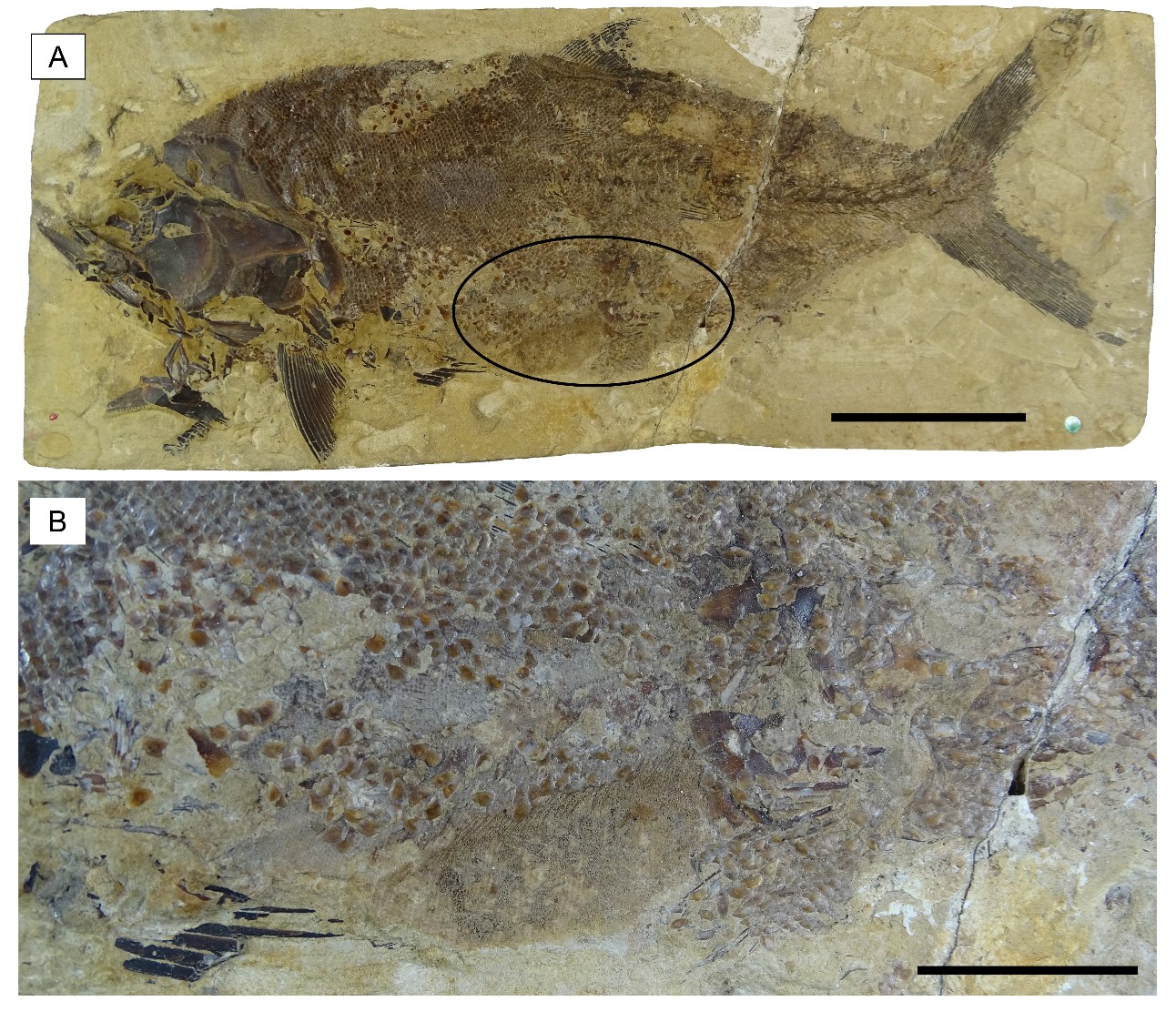 Fossiler Fisch und Nahaufnahme seines Mageninhalts