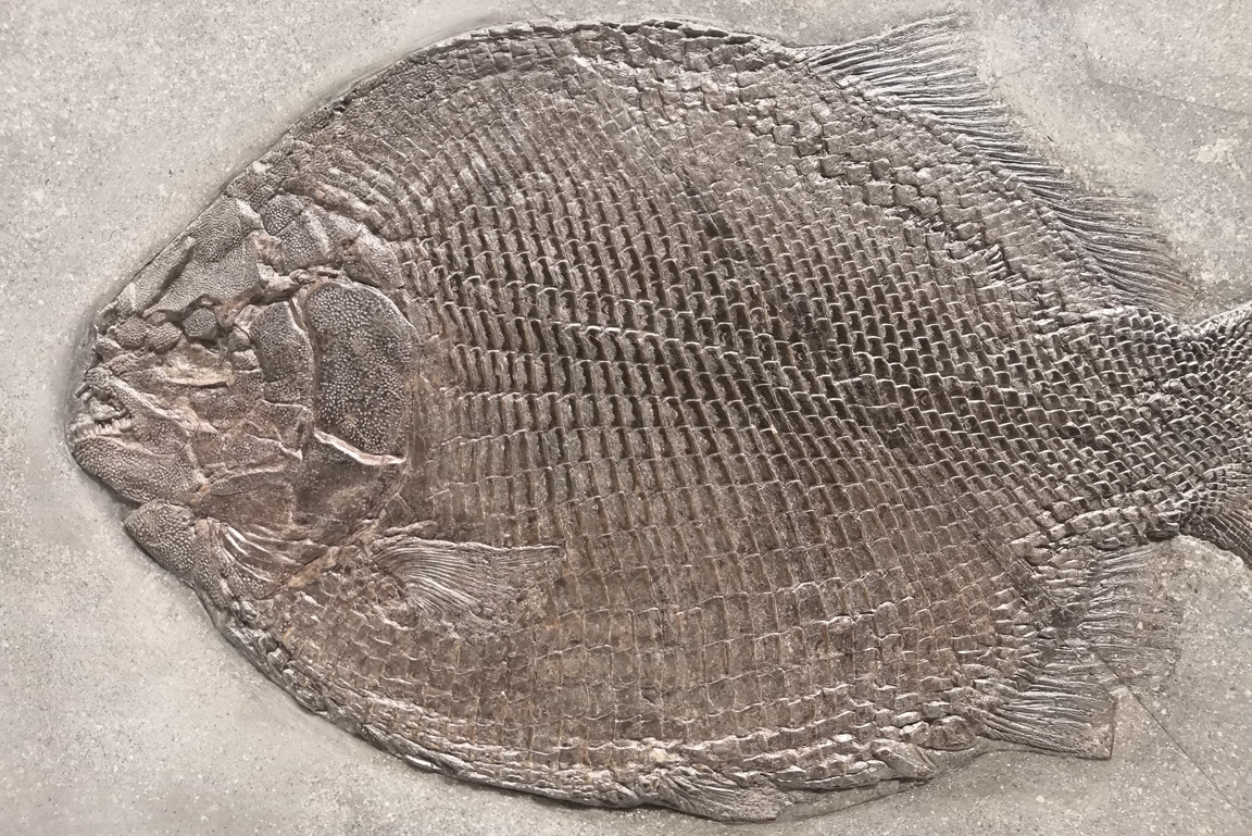 Fossil eines Knochenfischs