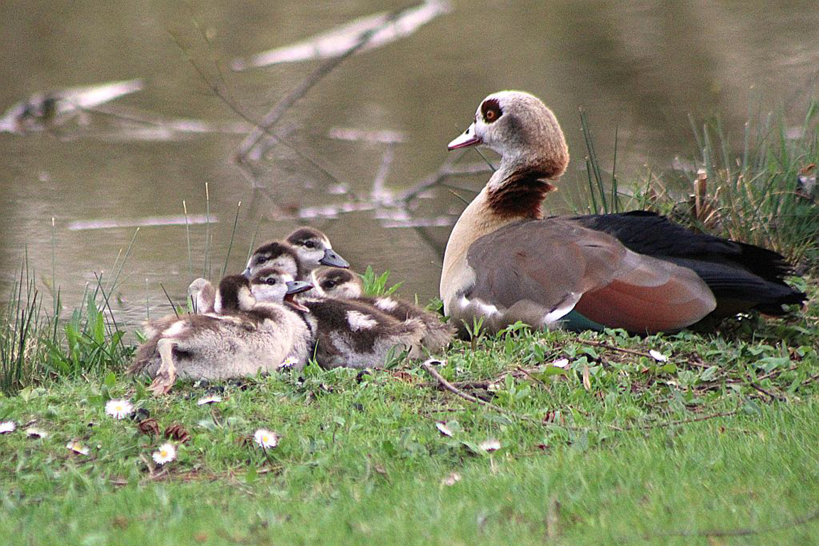 Nilgans mit Jungtieren am Wasser