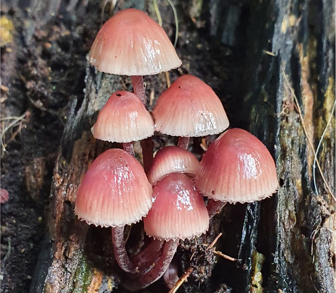 Pilze an einem Baumstamm