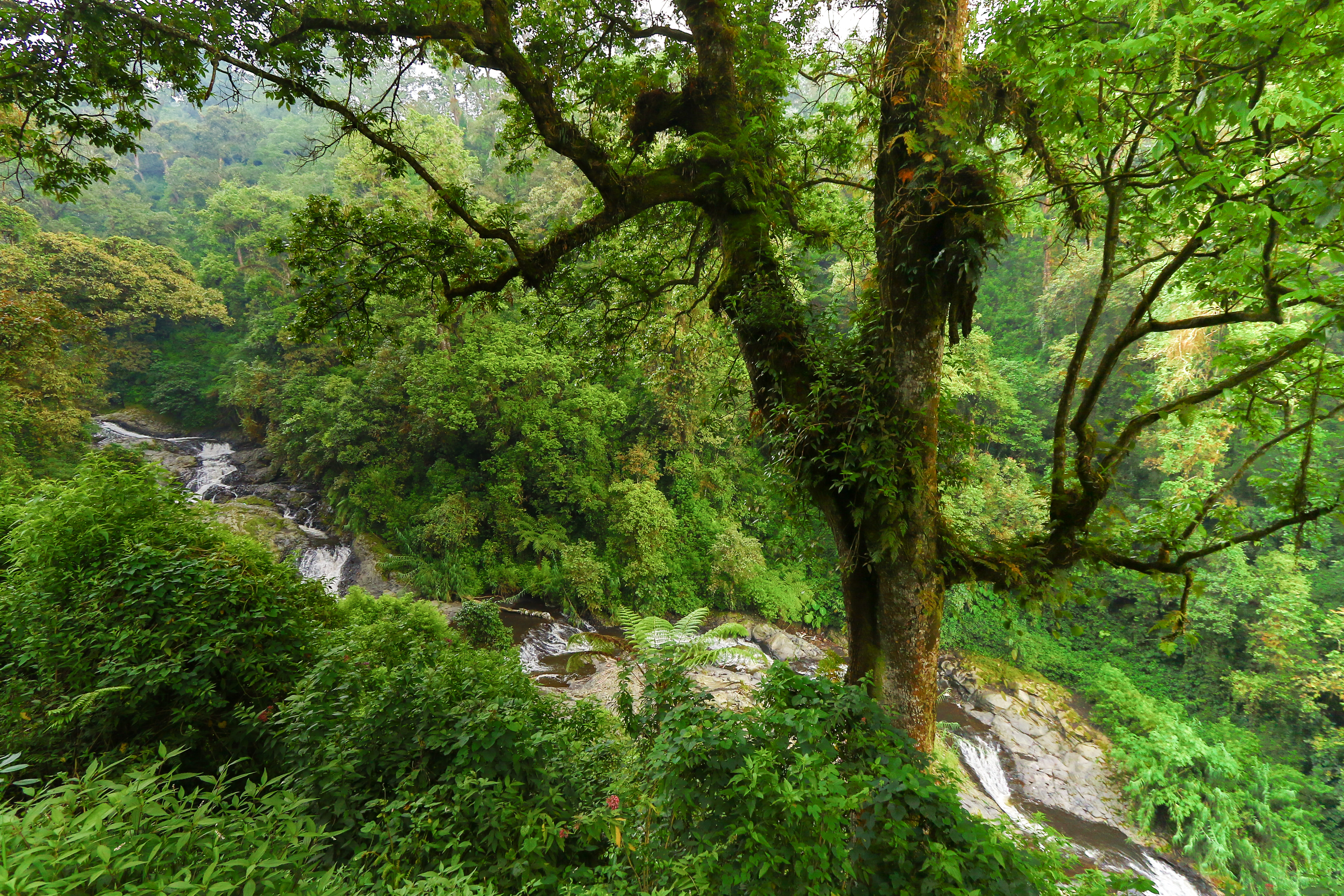 Ein Bergbach windet sich durch einen Regenwald. Im Vordergrund ist ein tropischer Baum.