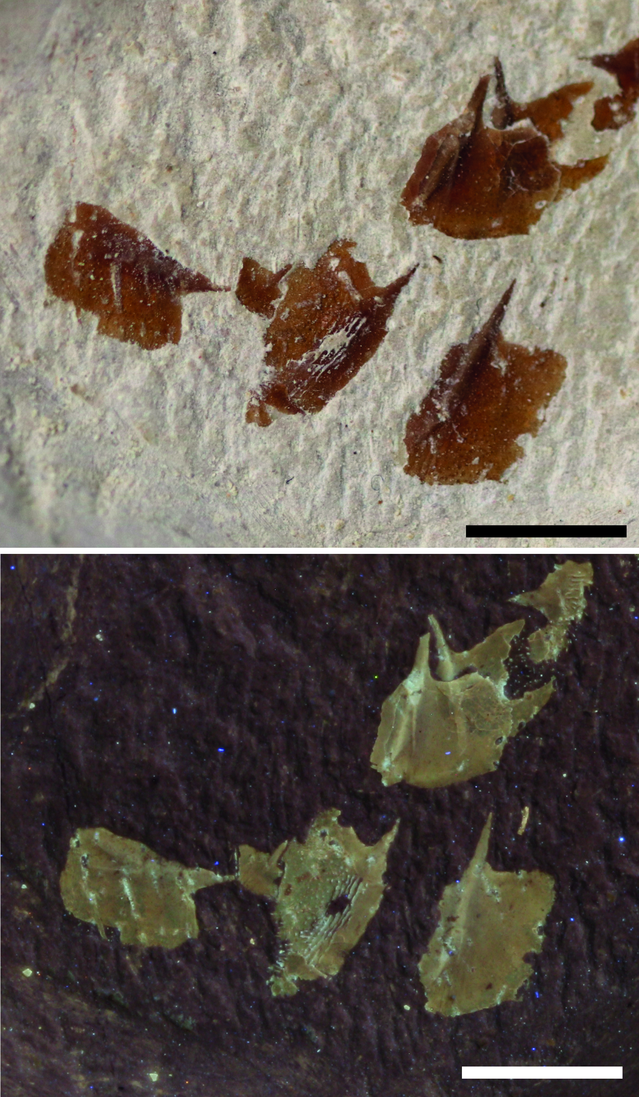 Die gekielten Schuppen von Simocormus seyboldi bei Tageslicht (oben) und unter UV-Licht (unten)