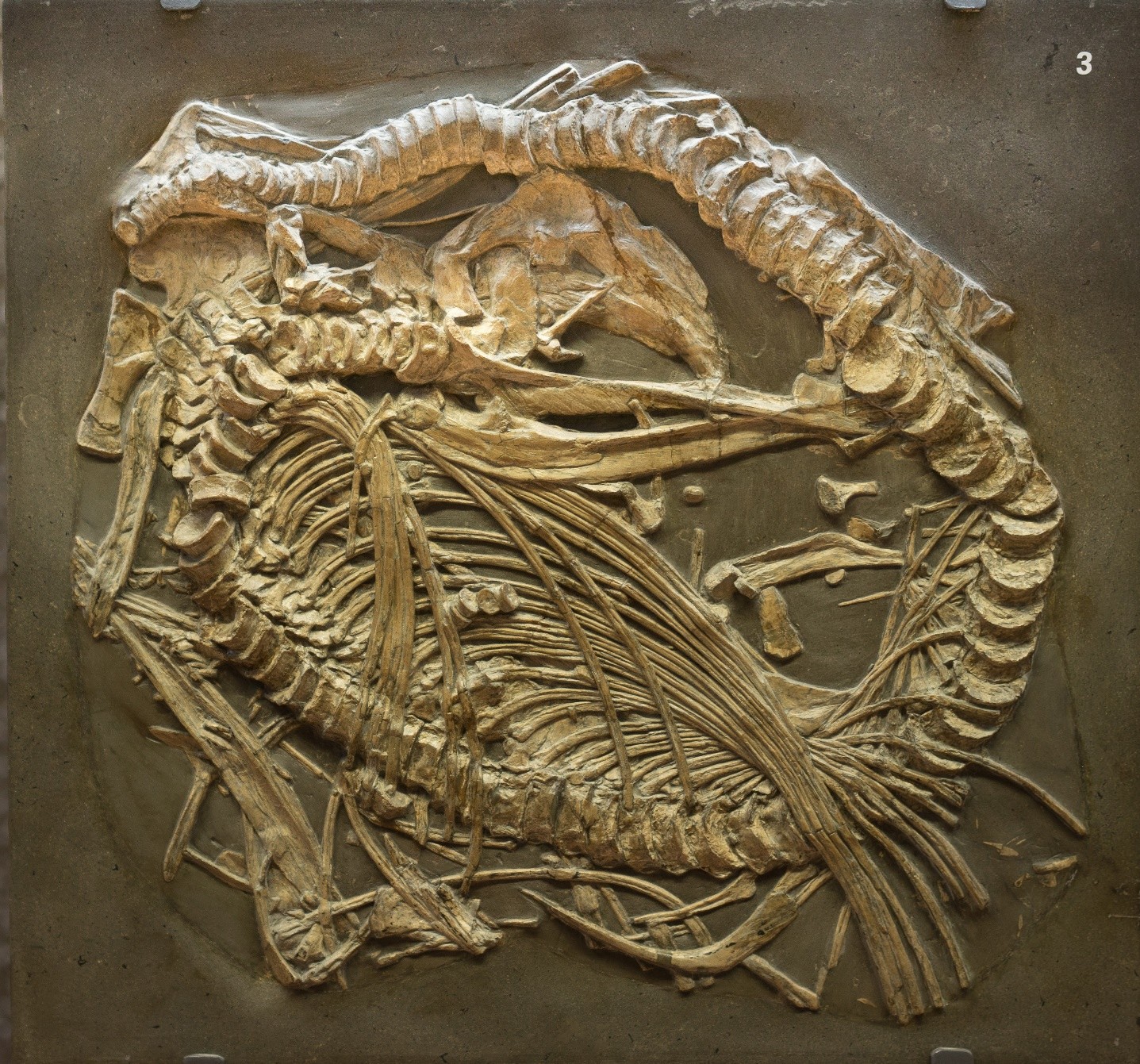 Fossil des Fischsauriers Stenopterygius. Das Skelett des Fischsauriers ist nahezu kreisförmig zusammengerollt.
