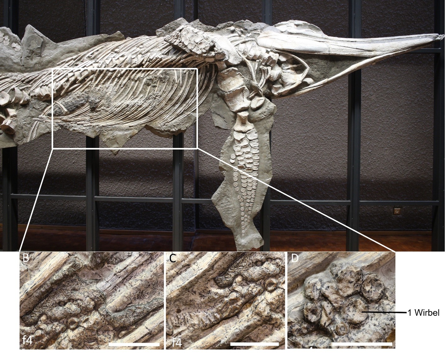 Collage aus Fotos des Fossils eines Temnodontosaurus. Drei Bereiche in der Magenregion des Fossils sind vergrößert dargestellt und beinhalten kleine, versteinerte Wirbel.