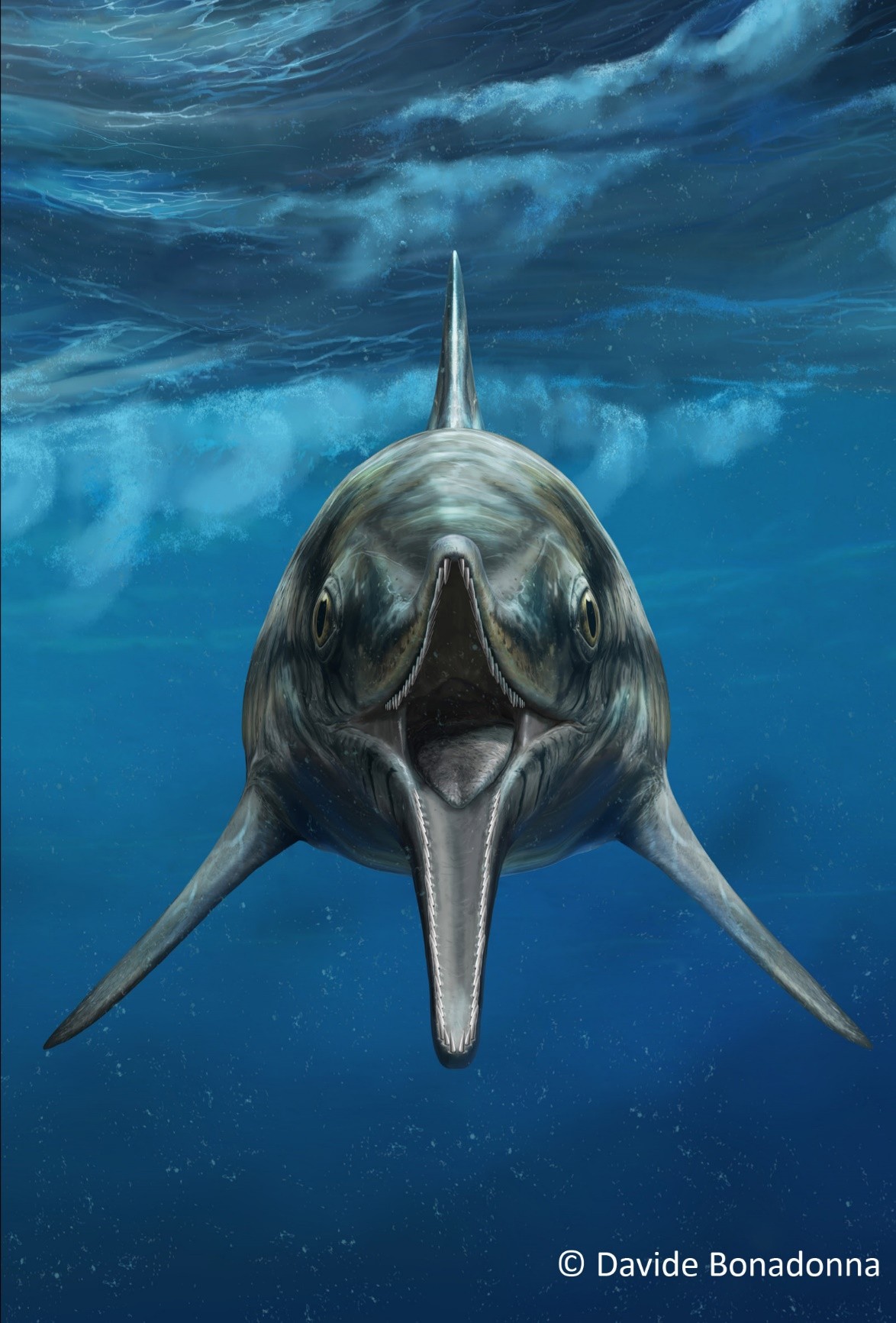 Künstlerische Darstellung des Fischsauriers Temnodontosaurus im Meer. Der Temnodontosaurus schwimmt mit geöffnetem Maul auf die betrachtende Person zu.