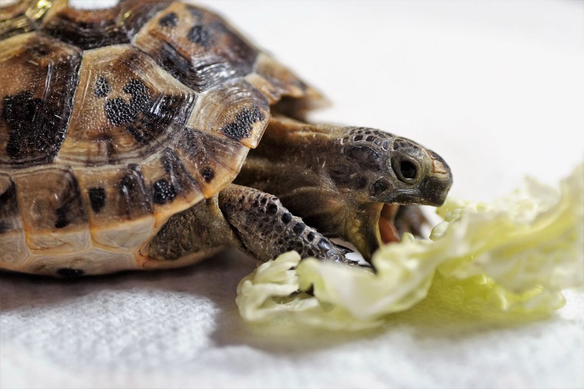 Eine Schildkröte frisst ein Salatblatt