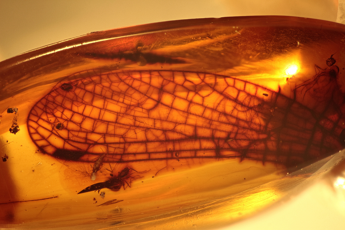 In Bernstein eingeschlossener Insektenflügel