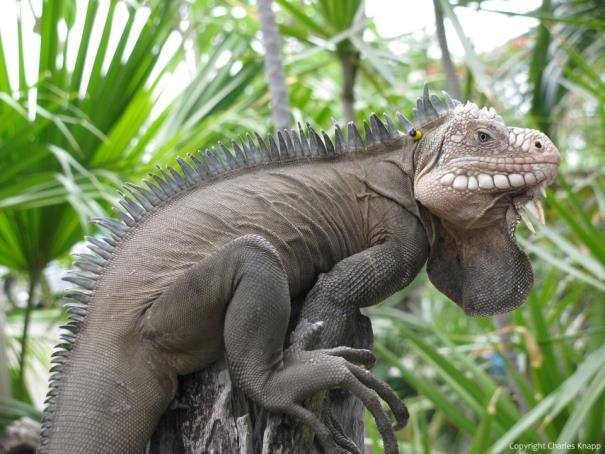Leguan auf einem Baumstumpf