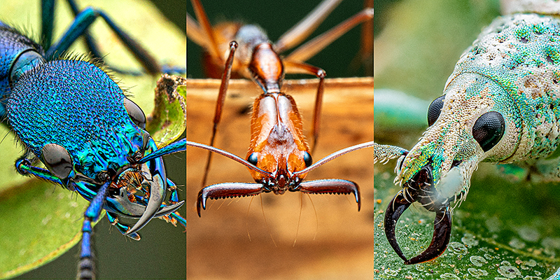 drei verschiedene Bilder von Insekten, von links nach rechts: Kurzflügelkäfer, Schnappkieferameise und Rüsselkäfer